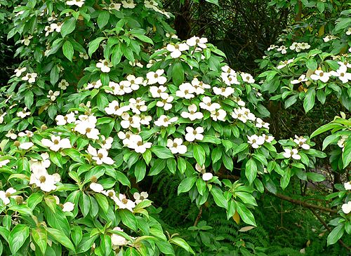 Cornus capitata